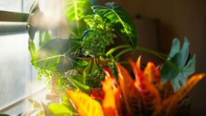 Sunlight streams through lush green houseplants on windowsill.